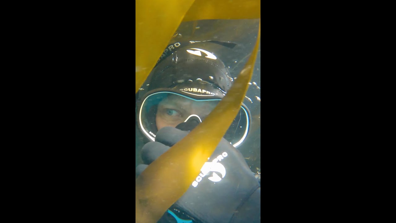 Wild Kelp Forest Dive