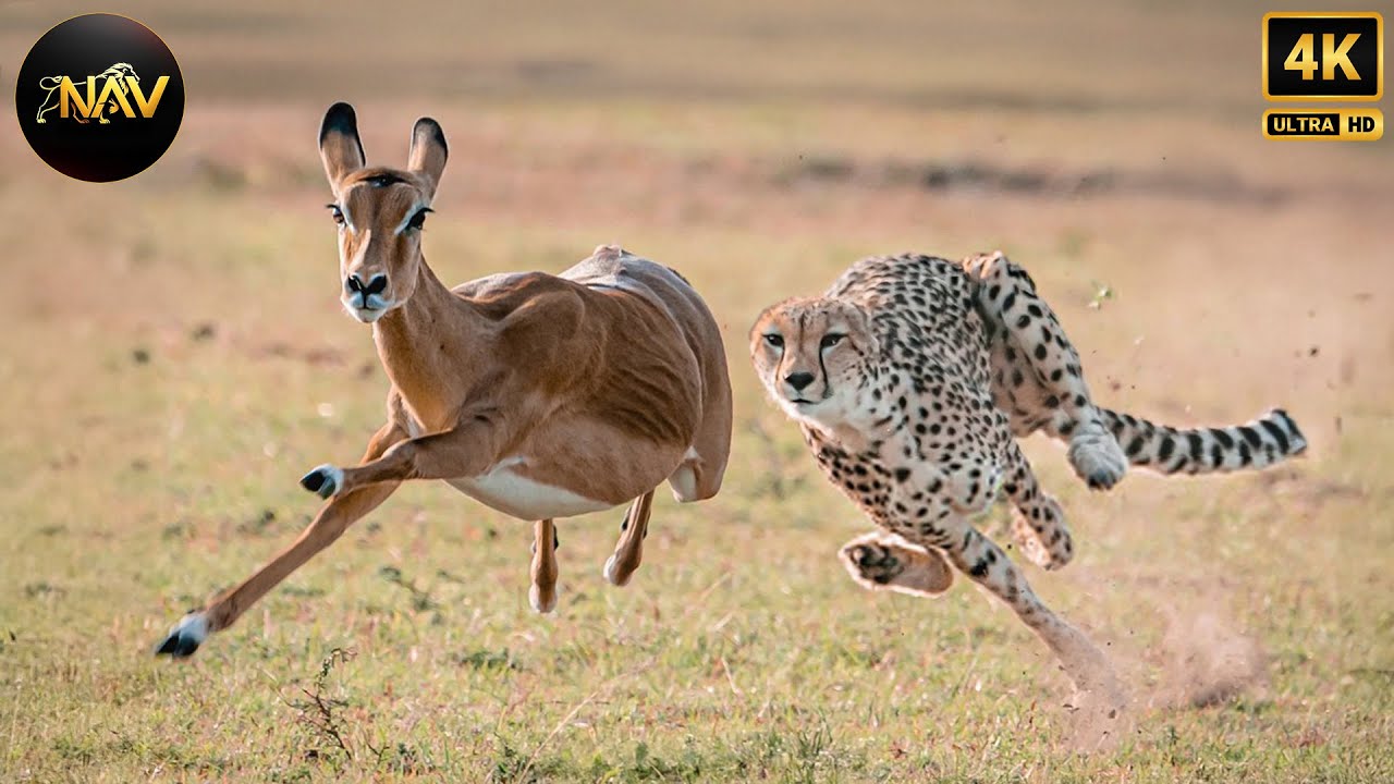 WILD SAVANNAH | The Mystery of the Fastest Warriors | Wild Animal Documentary