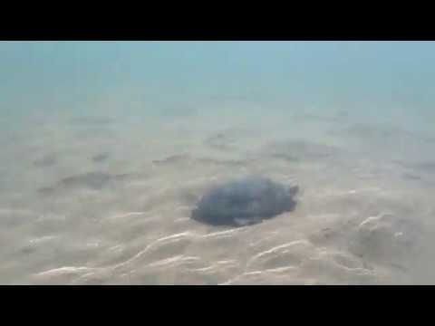 Wild turtle in Sacramento + goose feeding frenzy | American River