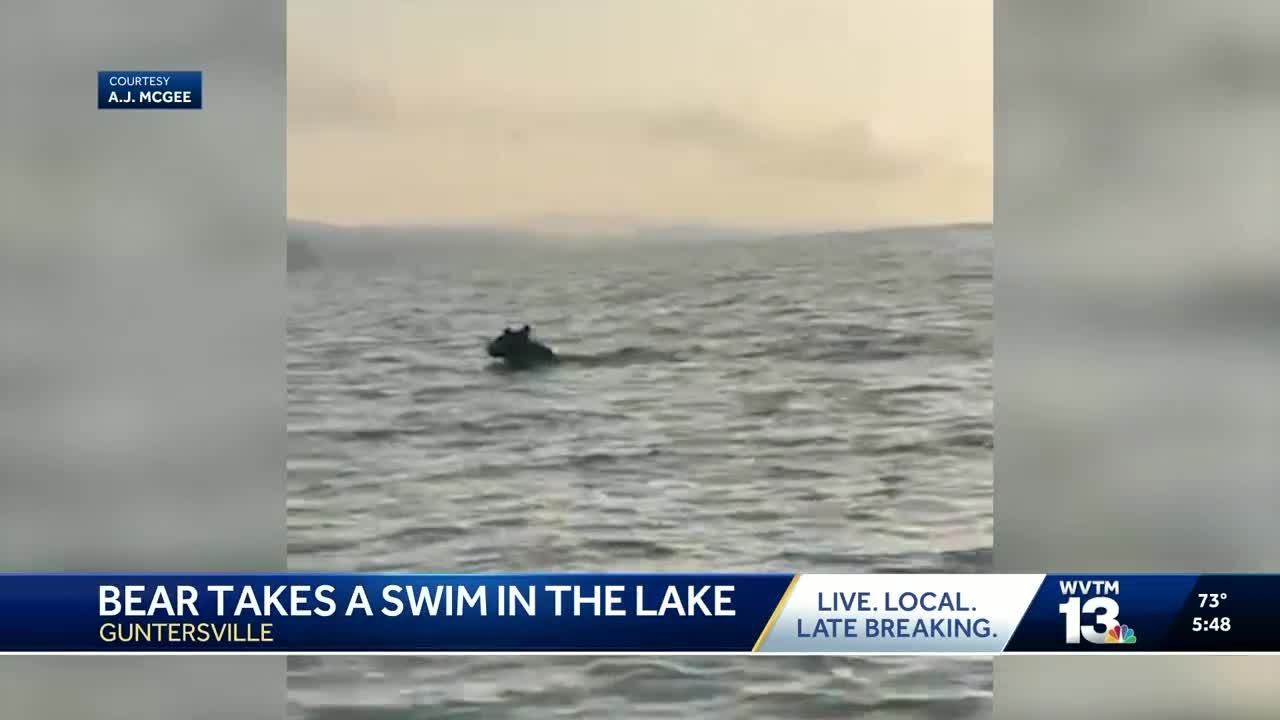 Wild video shows black bear swimming across Lake Guntersville