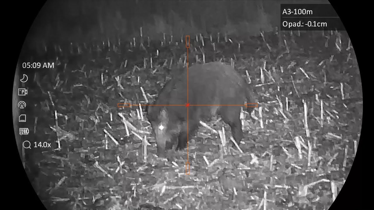 Wildboar Hunting | Hikmicro Alpex 4k | CZ 600  6,5 Creedmoor