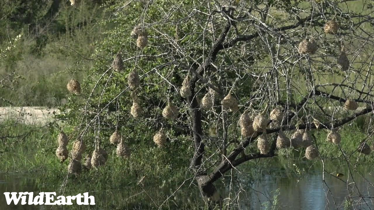 WildEarth - Sunrise Safari - 15 Mar 2023