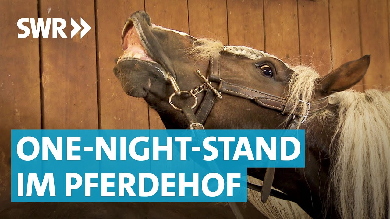 Wilder Hengst: Frühlingsgefühle in Zogenweiler