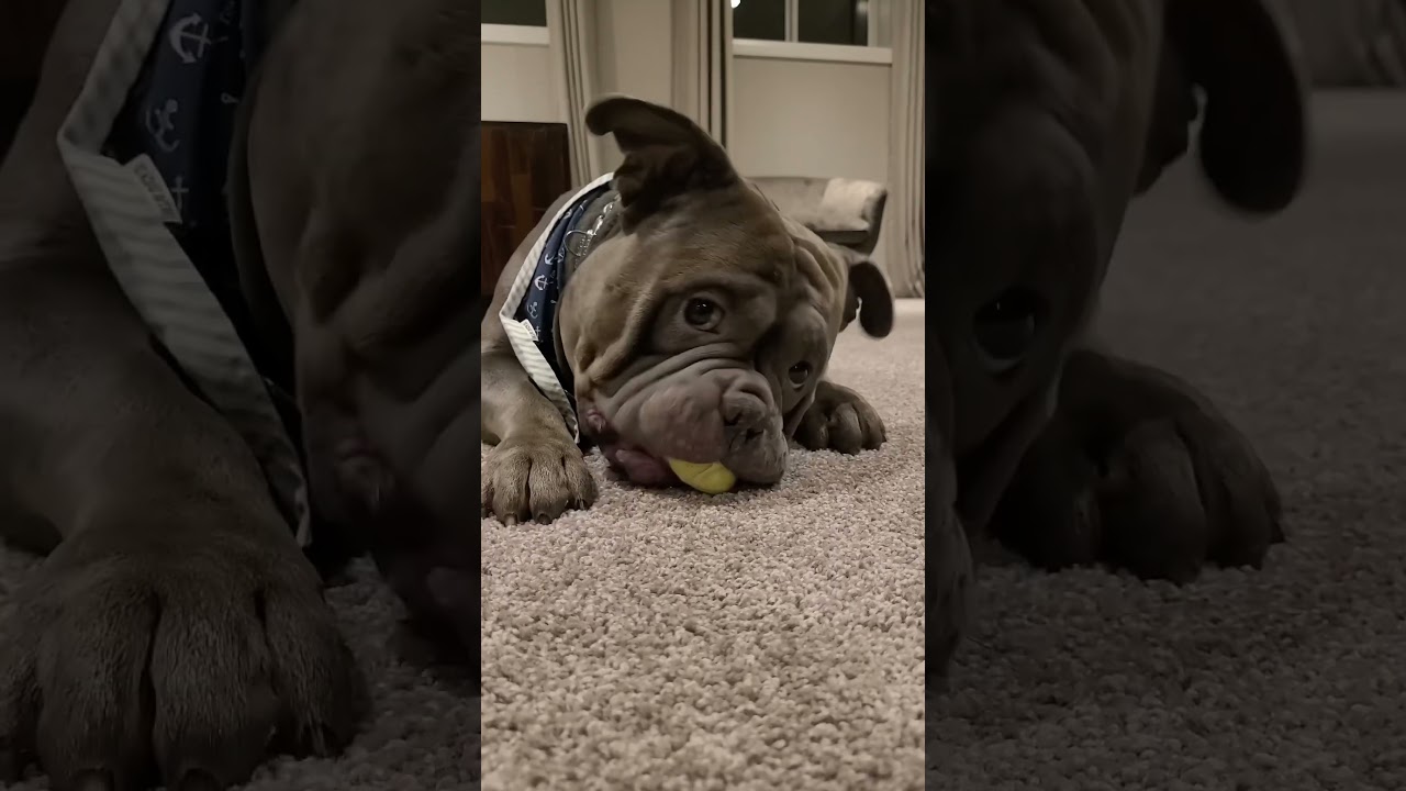 Will eat your face  #shorts #dogs #americanbully