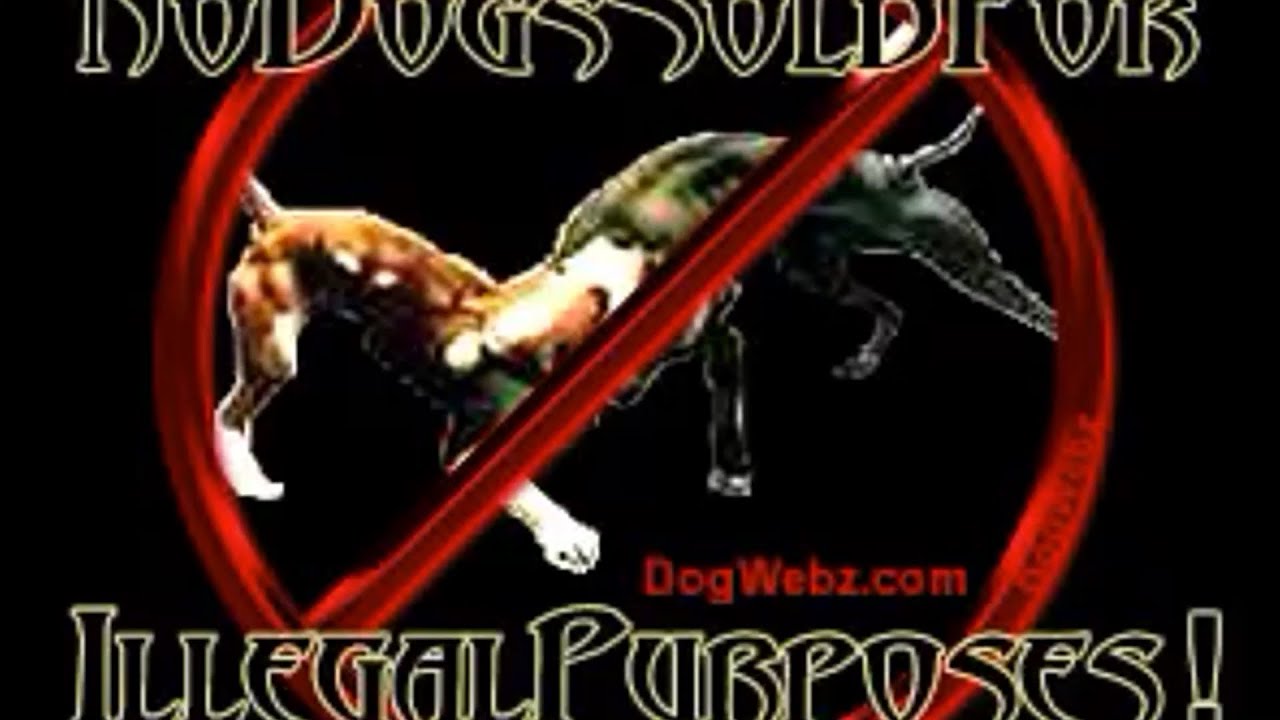 Williamson’s kennel (YOUNG & GIFTED)