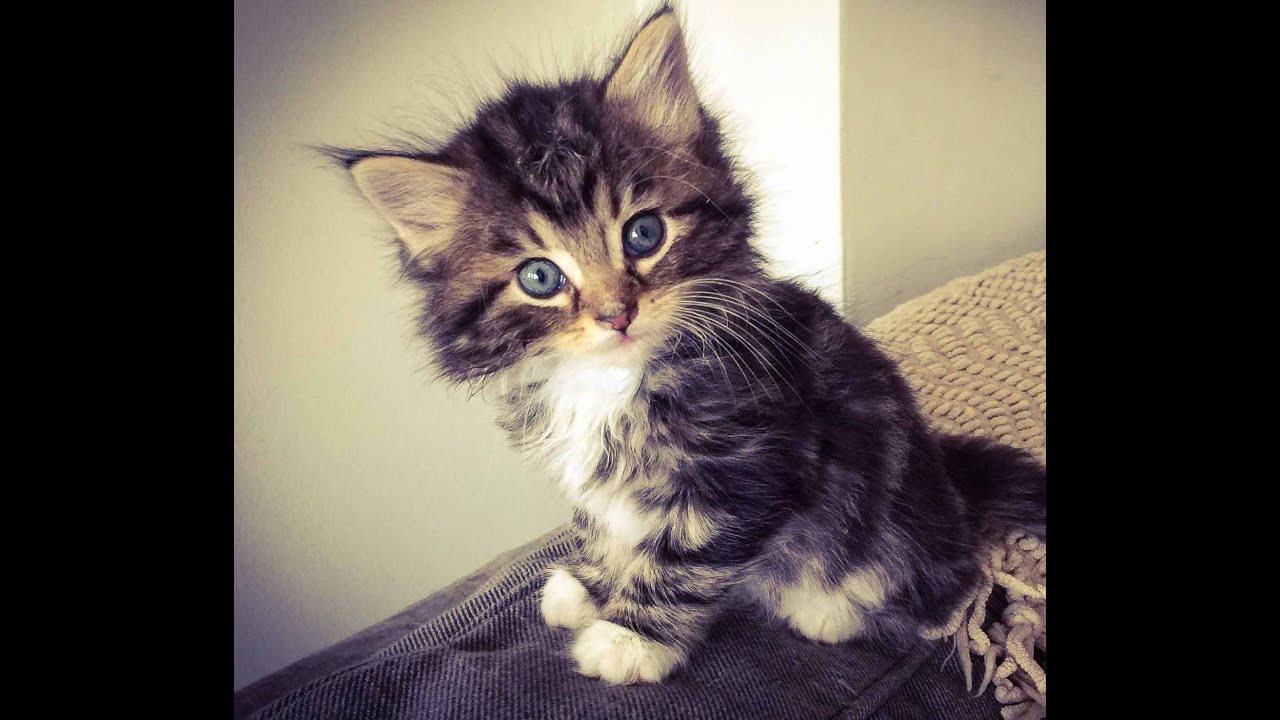Winnie the Kitten: Adorable Kitty Getting Tickled