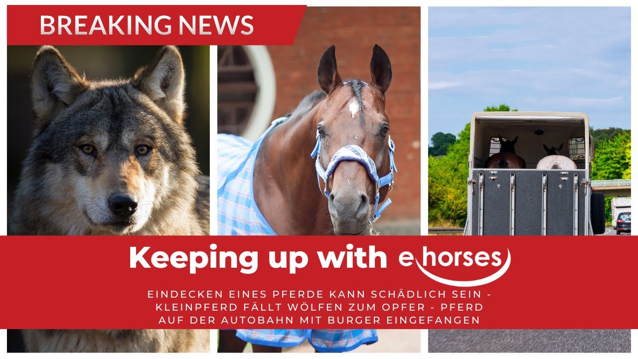 Wölfe reißen Kleinpferd, Eindecken, Burger rettet Pferdeleben | Keeping up with ehorses