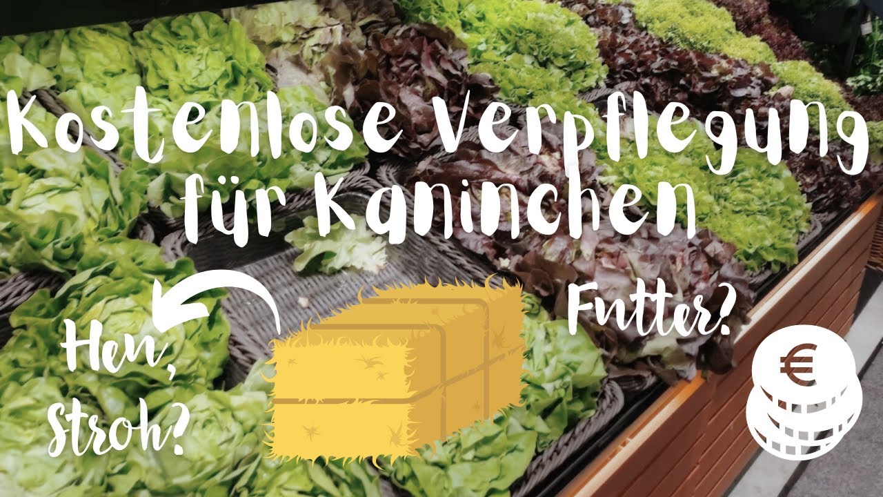 Wo ich gratis Heu, Stroh, Futter & Co. für meine Kaninchen bekomme // Tipps