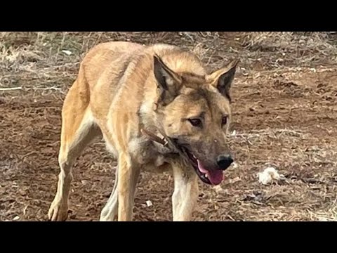 WOLF AND KANGAL HYBRID FIRST TIME IN THE WORLD