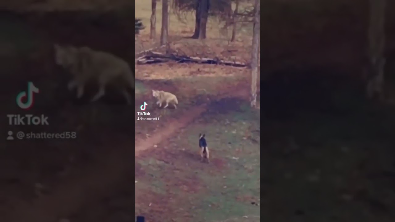 #wolf #shorts #kurt #instagram #fyp #funny #alfa #reels