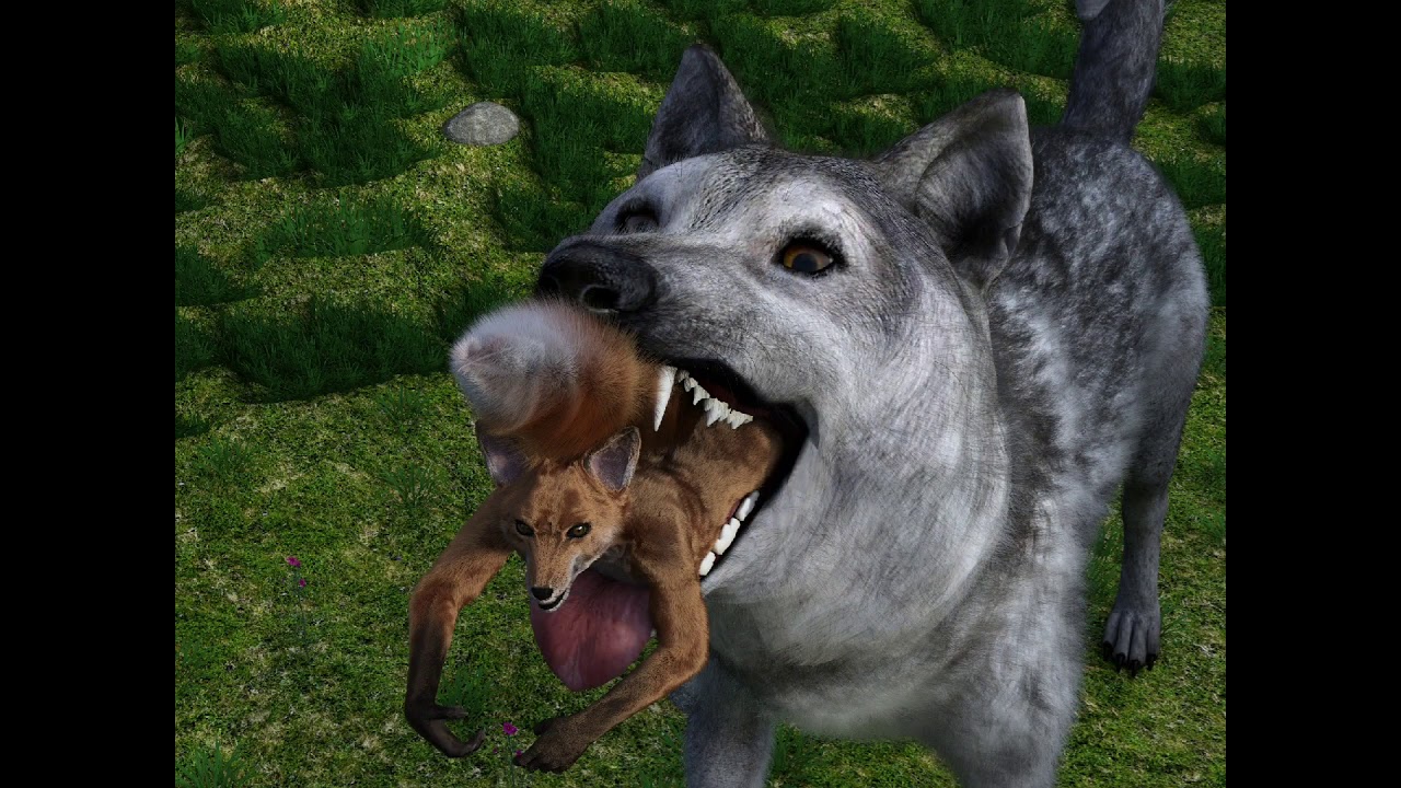 Wolf's morning snack