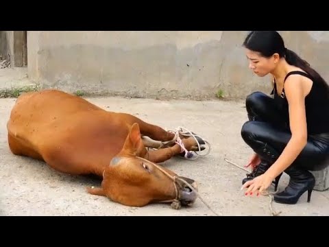 woman butcher cow/ Educational video