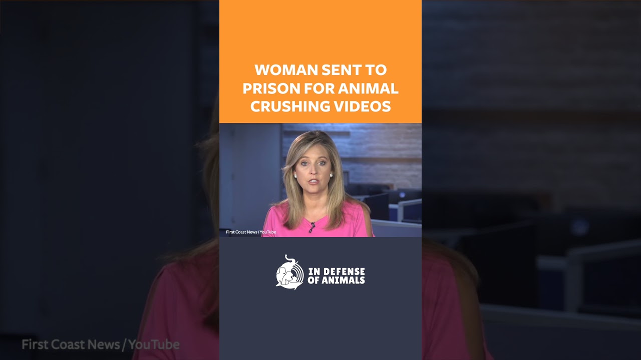 Woman Sent To Prison For Animal Crushing Videos