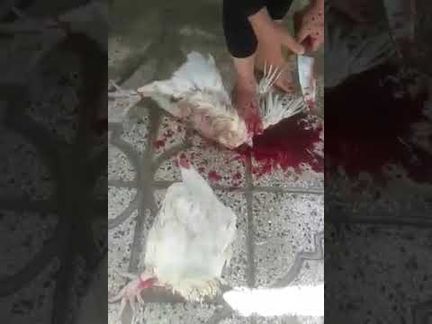 Woman slaughter chickens