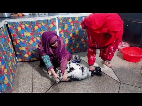 woman slaughter goat/ Educational video