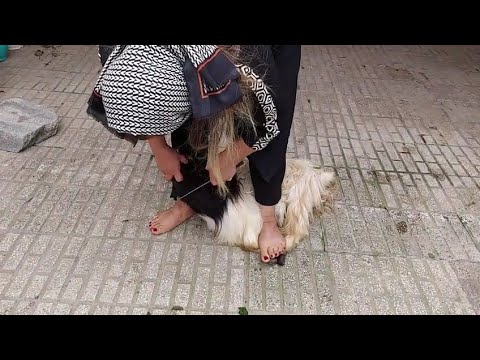 woman slaughter goat/ Educational vlog