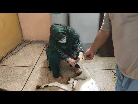 woman slaughter goat/ Nadia vlog