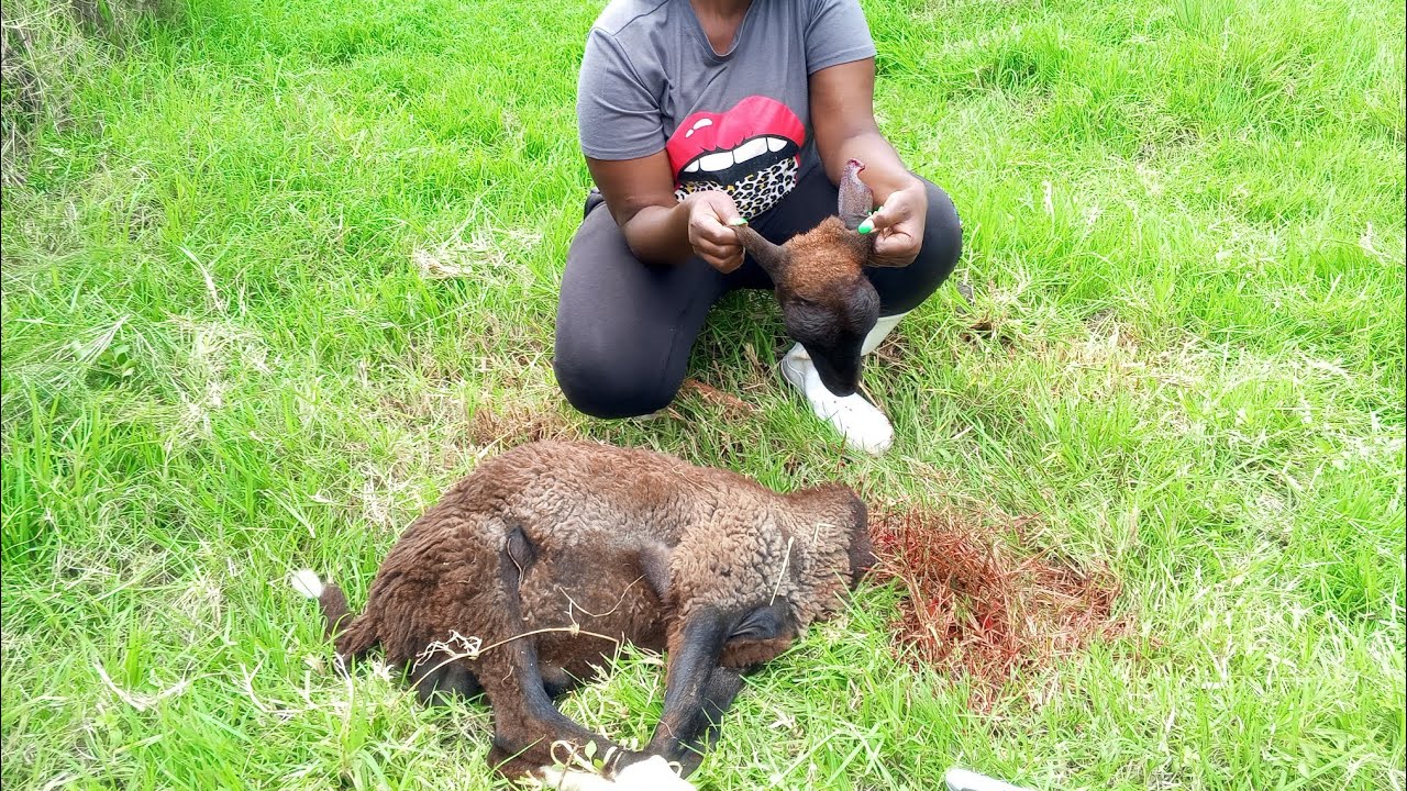 Woman Slaughter Sheep 🐏 (Episode 2)