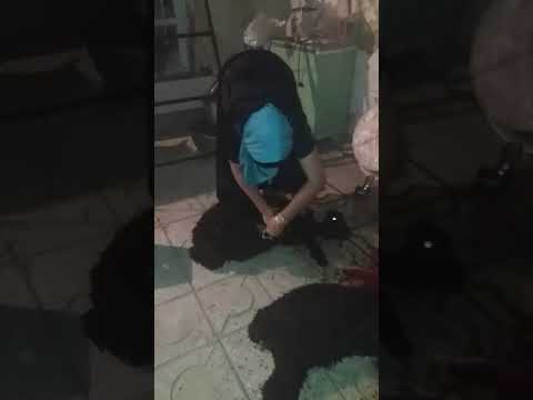 Woman slaughter sheep under feet