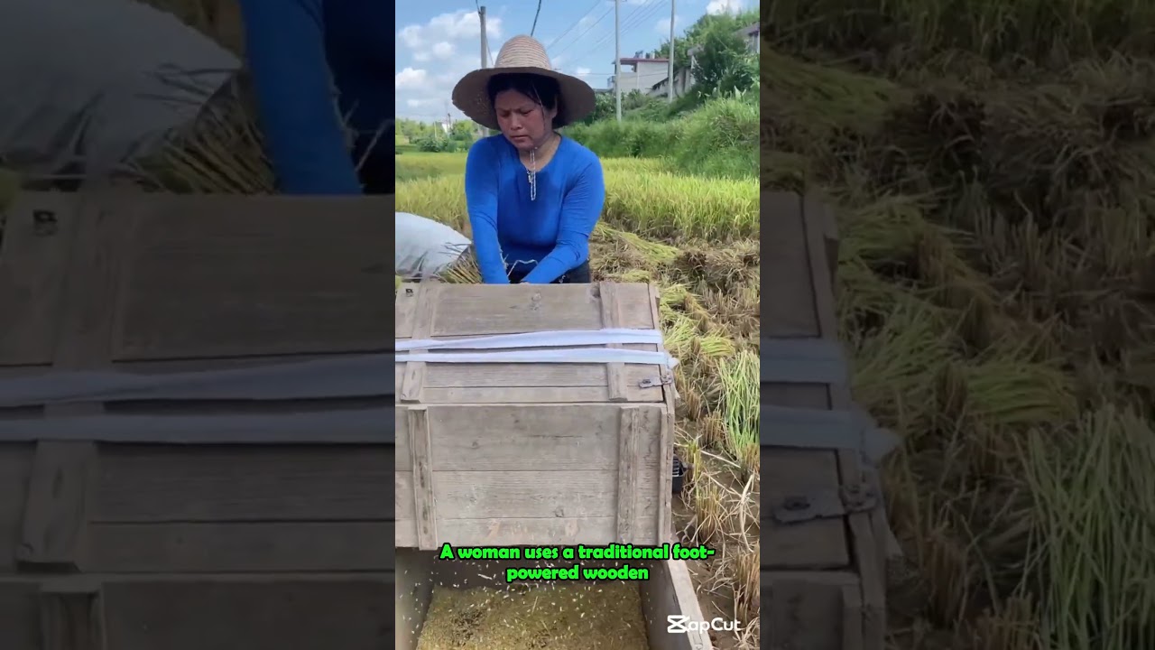 Woman Threshing Rice on Old Wooden Machine