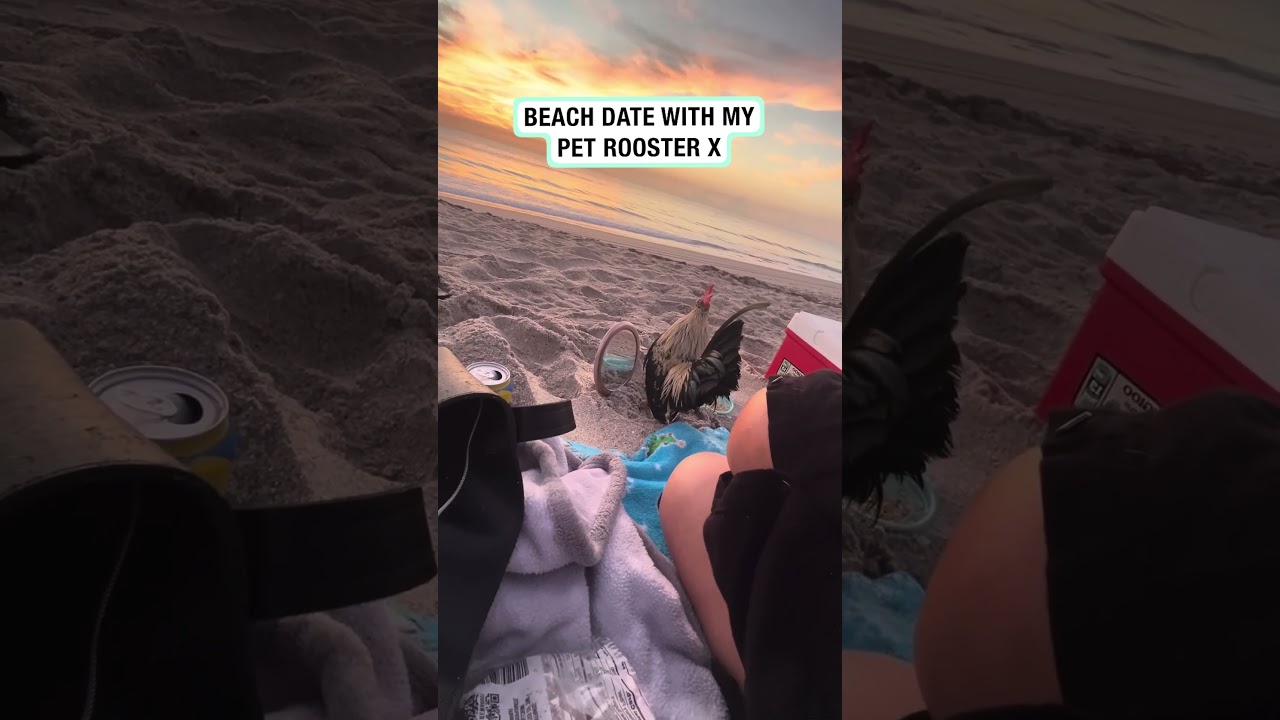 Woman treats pet rooster to a gorgeous beach date 🌅 (🎥: Collab/Spacecoastcrazychick)