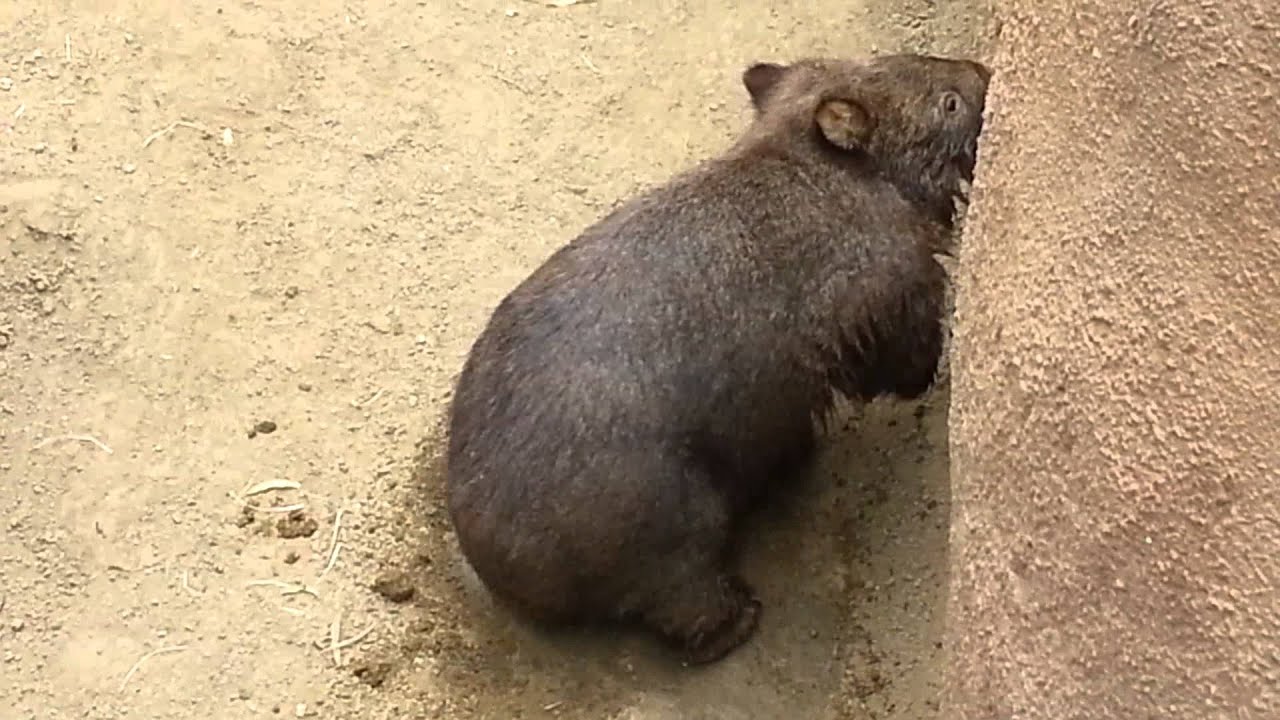 Wombat at the SAN DIEGO ZOO