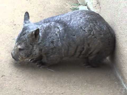 Wombat Butt Scratchin'