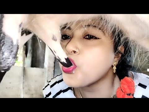 Women Cow Milking || Women Drinking Cow Milk || Village Life Cow Milking | #jaya ghosh