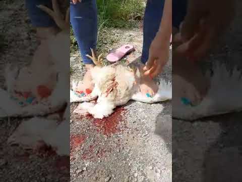 women slaughtering chicken 🐔🐔 under her feet #slaughtersheep #womenslaughteringchicken