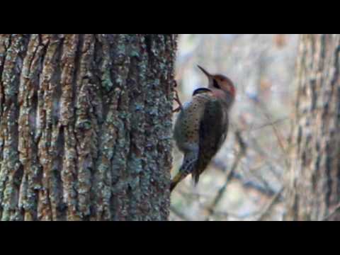 Woodpeckers Sound
