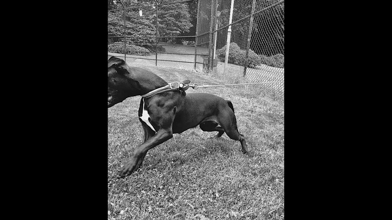 Working Apbt spring pole