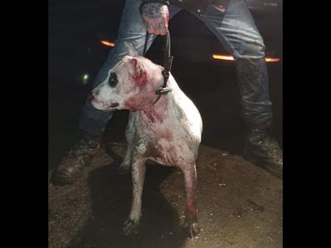 Working Bull Terrier / Battlecross Part 1 Chico Lopez x Vanelle kennel blood