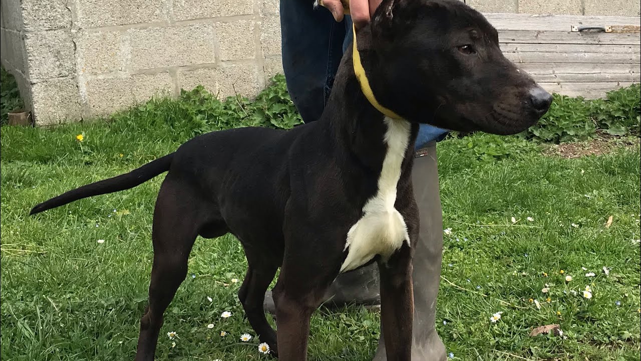 Working Bull Terrier / Davout Vanelle’s Open for Stud