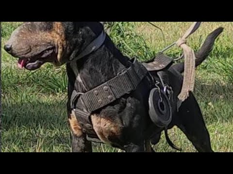 Working Bull Terrier / Video of support to our friend Cergio Morfil Argentina