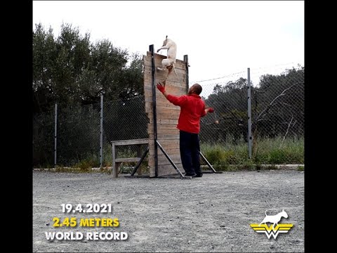 Working Bull Terrier , WORLD RECORD !!! 2,45 m