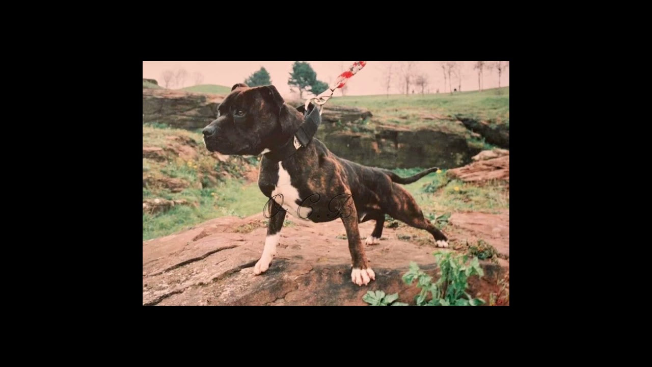 Working English Staffordshire Bull Terriers. Fully evolved. As they were meant to be. Not show dogs.