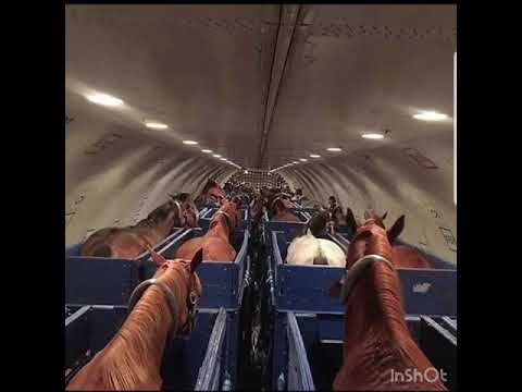 World History- horses transported on a plane.