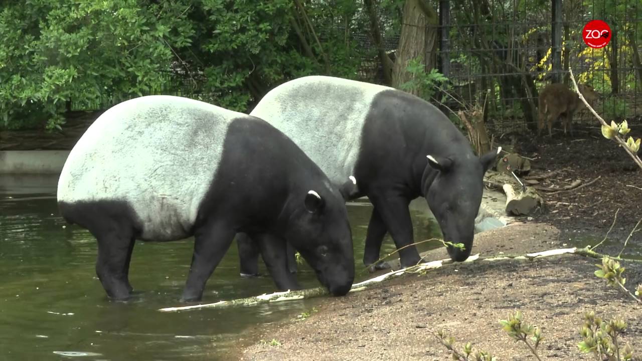 World Tapir Day