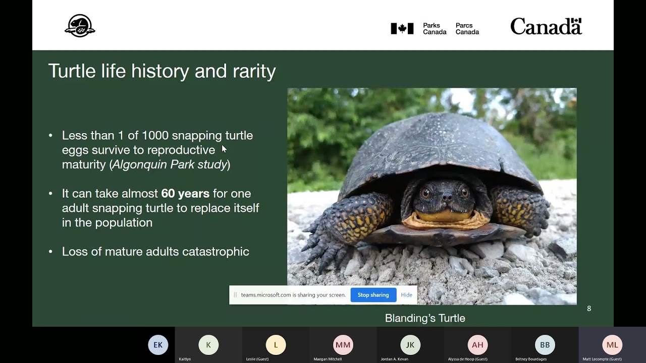 World Wetlands Week 2021: From Egg to Hatchling: Turtle Incubation