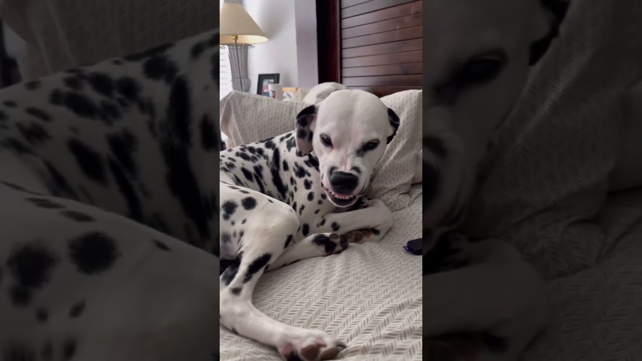 Would you get a Dalmatian?! #dogs #shorts #dalmatiandog