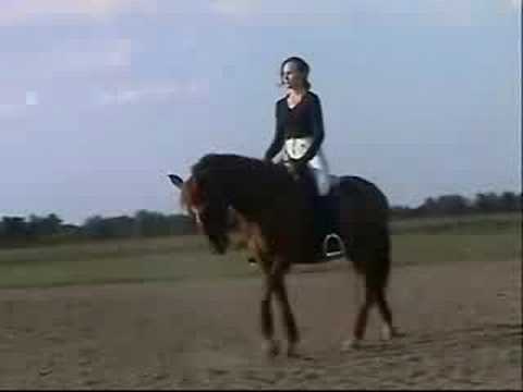Xena Sport Pony SOLD
