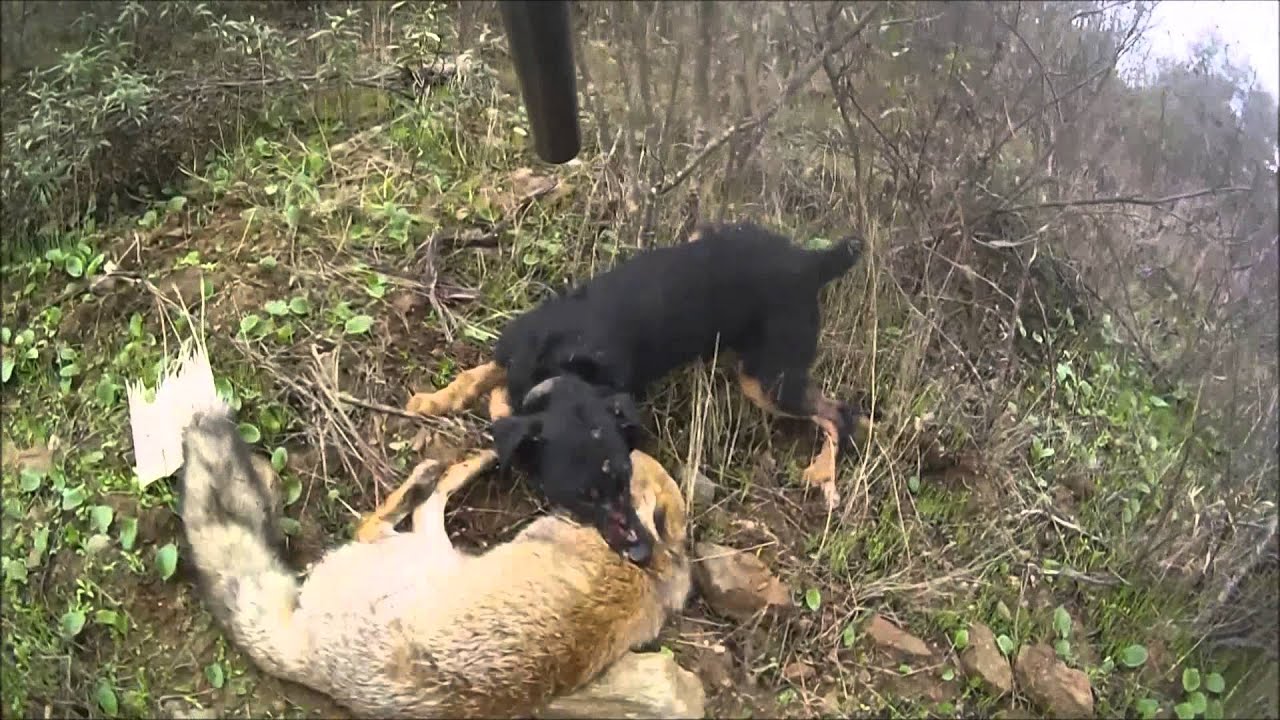 Xibanga-Jagd Terrier