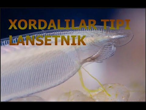 XORDALILAR TIPI - LANSETNIK  TUBAN TUZILGAN XORDALI HAYVON | ХОРДAЛИЛAР ТИПИ - ЛAНСЕТНИК.