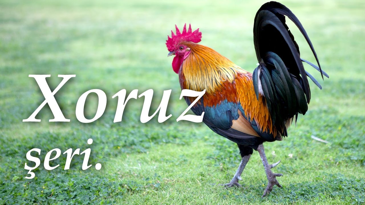 Xoruz şeiri 👍 Sözləri: Abdulla Şaiq. Musiqi: Oqtay Zülfüqarov. Xoruz mahnisi. Horoz şarkısı.