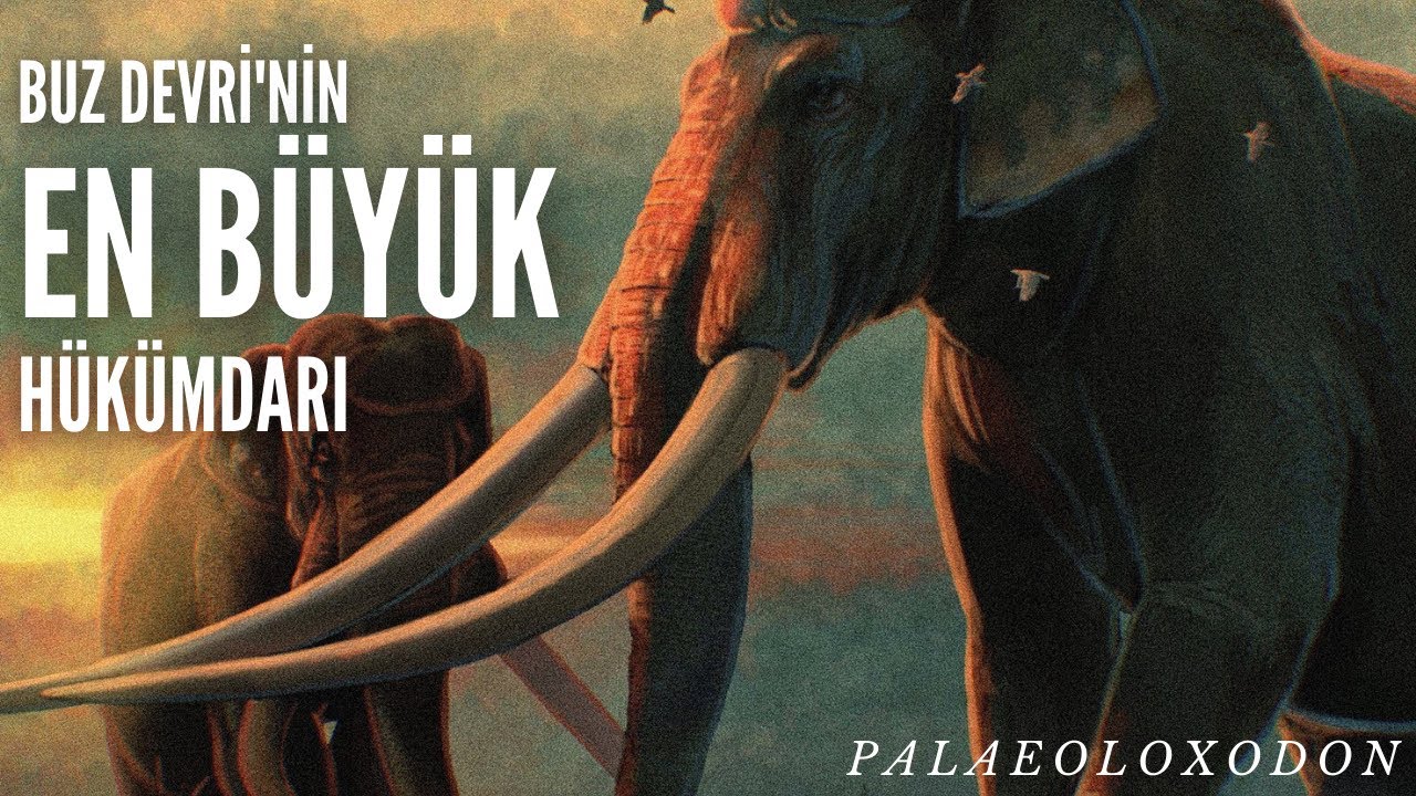 Yaşamış en büyük karasal MEMELİ!? Palaeoloxodon