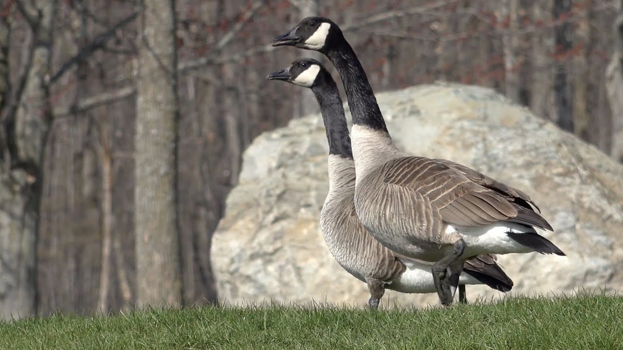 Yamaska National Park with relaxing music