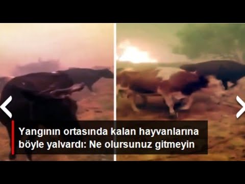 Yangının ortasında kalan hayvanlarına böyle yalvardı: Ne olursunuz gitmeyin