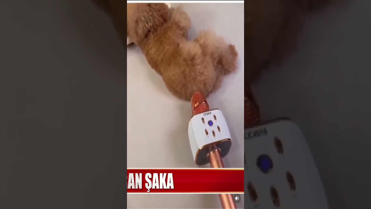 YANKILI OSURUK __ #dog #cute #fypシ #shorts