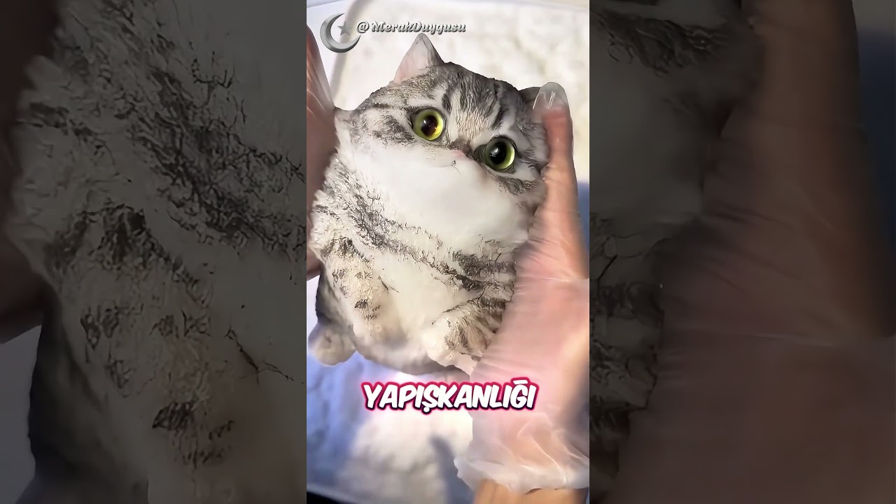 Yapışkan Sevimli Oyuncak Kedi Yapımı 🐈😍❤️