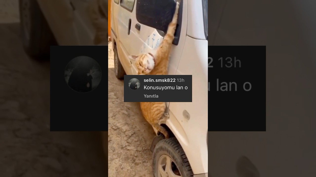 Yardım istemek için kendini ele veren ajan kedi 😂